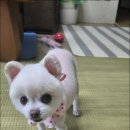 홍지연애견샵