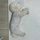 코지펫 | 펫코지 거실러그 150x200 솔직후기｜강아지 고양이 러그 오줌 걱정 없는 미끄럼방지 펫매트 추천