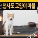 고양이발자국 이미지