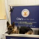 올리스24셀프목욕 이미지