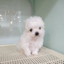 독스캣 강아지고양이 수원점 이미지