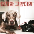 강아지와 고양이 이미지
