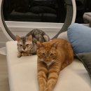달빛미용실 - 남구 | [평택]송탄 고양이미용 달빛고양이 평택본점- 털갈이 계절 무마취 미용 후기!