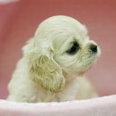 완산애견 이미지