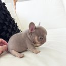 쥬쥬퍼피 이미지