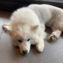 (주)피터펫 이미지