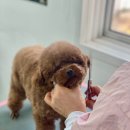 원애견샵 이미지