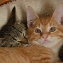 키튼히얼 고양이분양 김포본점 이미지