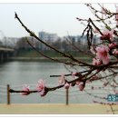 금호강변 이미지