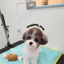 호야애견 이미지