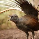 큰거문고새,금조(lyrebird) 이미지