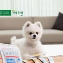 치즈펫 이미지