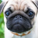 동물미용업 영업등록신청 이미지