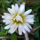 민들레화원 이미지