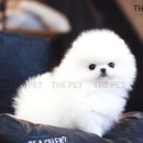 온사랑펫 이미지