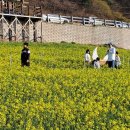 노란유채