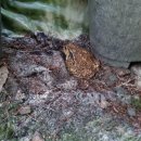 산속의 아침 이미지