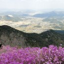 진달래화원 이미지