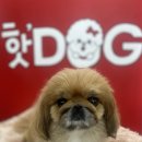 핫!Dog 이미지