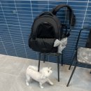 귀빈펫살롱 이미지