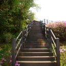 철쭉동산 이미지