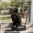 제주 강아지분양 애견샵 요미독 제주점 | 성산토이푸들분양 기다린 보람이 있네요