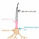 사과나무 묘목의 선택 자근묘와 이중대목묘의 차이 이미지