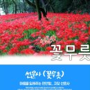 (토요 힐링여행) 10월 4일 아름다운 전북 고창 선운사 꽃무릇 + 도깨비 촬영지 학원농장 해바라기&amp;메밀꽃잔치 + 청농원 핑크뮬리축제 이미지