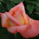 부여(외산)-12 이미지