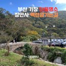 장안사 백련암 | 부산 기장 단풍명소 장안사 200년된 단풍나무 백련암가는길