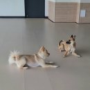 큰댕댕 개치원 이미지