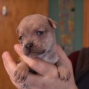 강아지&고양이 마을 이미지