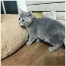 아담스펫 강아지분양 고양이분양 창원점 | 창원고양이분양, 아담스펫에서 만나는 건강한 냥이와의 만남