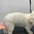 멍데이 살롱 이미지