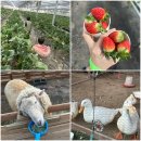 맘마농장 | 용인 딸기체험농장 헤븐온어스, 아이와 함께 딸기 따고 동물 먹이주고 즐기는 겨울 체험!