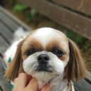 댕그레 | 애견의류 쇼핑몰 댕그레 구입후기~**