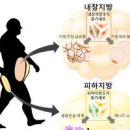 식욕억제제 다이어트 내장지방빼는법 이미지