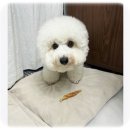 노견 개껌 치석제거 한달 급여 후기 유산균 덴탈껌 추천