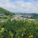 감귤박물관 이미지