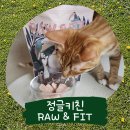 판타펫코리아 | 기호성 좋은 고양이 생식 추천 정글키친 로우앤핏 2주 급여후기