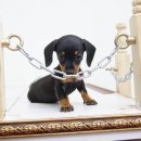 봄봄펫살롱 이미지