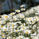 하얀파도 이미지