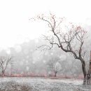 감나무집.홍시 이미지