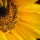 노화해바라기 이미지