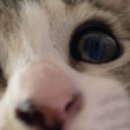 그루밍, 모아 이미지