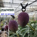 알파크린 이미지