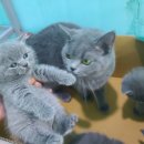 고양이전문점 허니캣 이미지