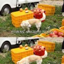 과수원