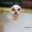 지아 애견샵 이미지