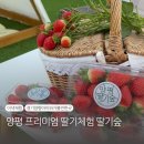 서율농장 | [경기 양평] 아이와 가볼만한 프리미엄 딸기농장체험 딸기숲 방문후기